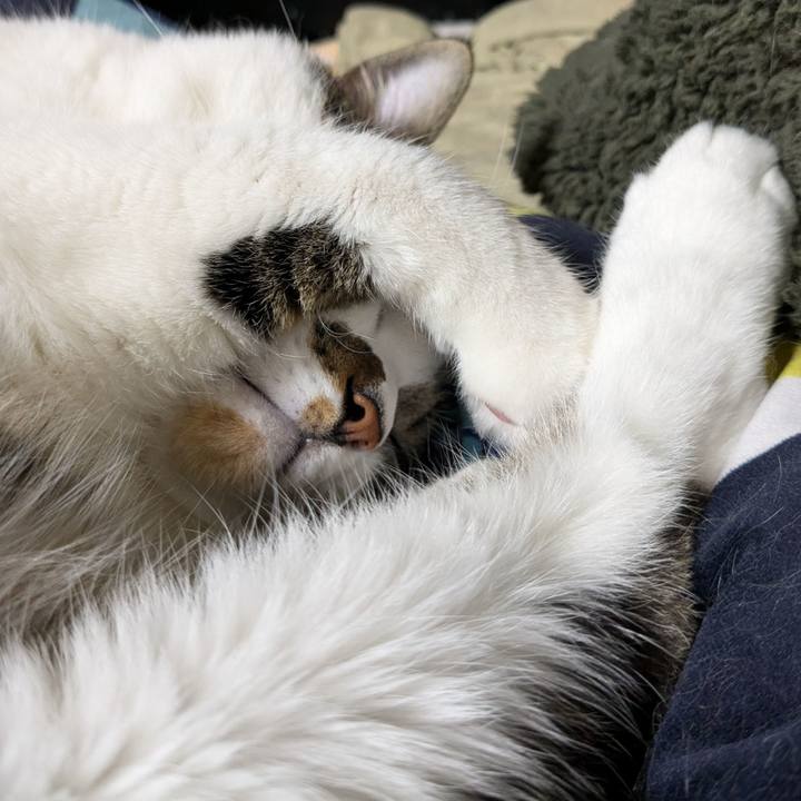 E0336227 cf61 4d29 a7f0 d8c2d7b3cd96 1731158837756