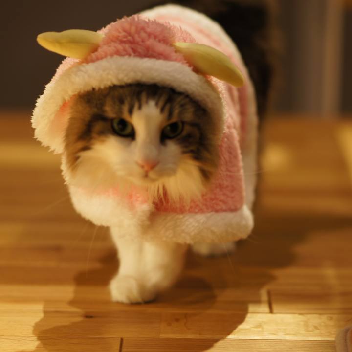 E0348e56 ce45 432f 943f 3bdbc355f495 1545750038535