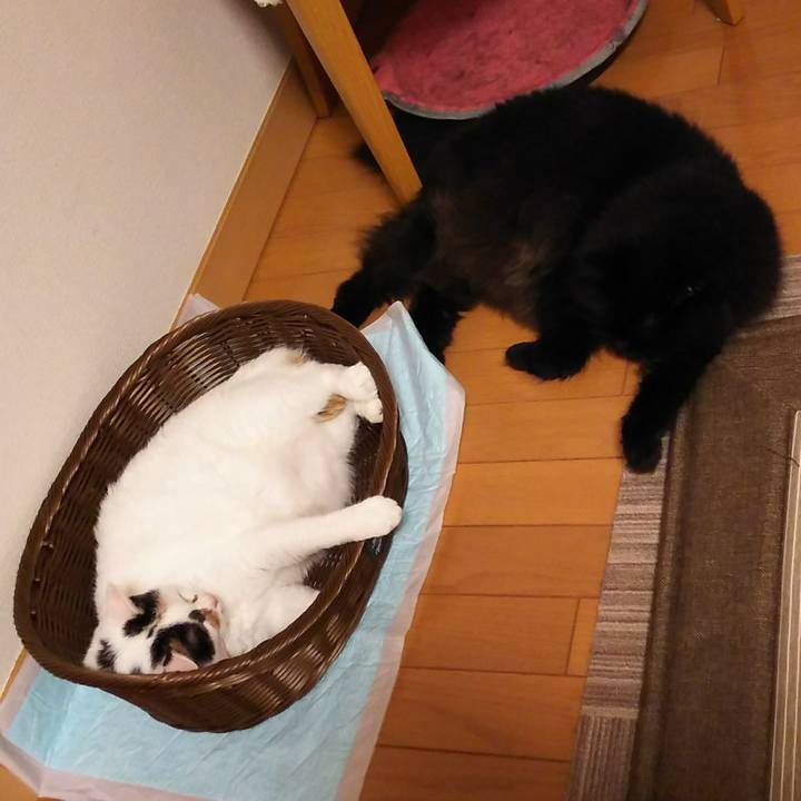 E0348ff5 d28a 42d8 9fa8 d70d8f178c69 1533213410597