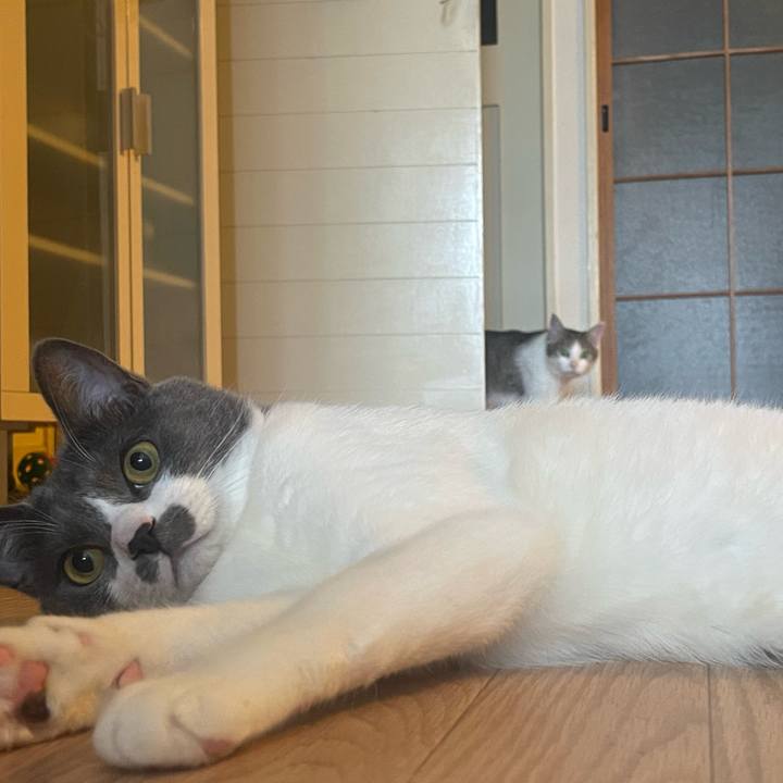 E0368ba8 4717 4722 af07 a01117b70238 1737863032190