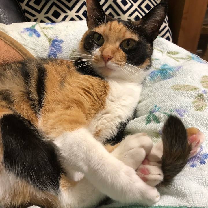 E03cd8b2 de13 4205 bd68 b6390e8aae60 1542114990683