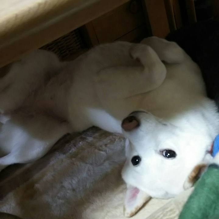 E03d11c4 11d0 4d35 8670 1ca64fc368b8 1514980801337