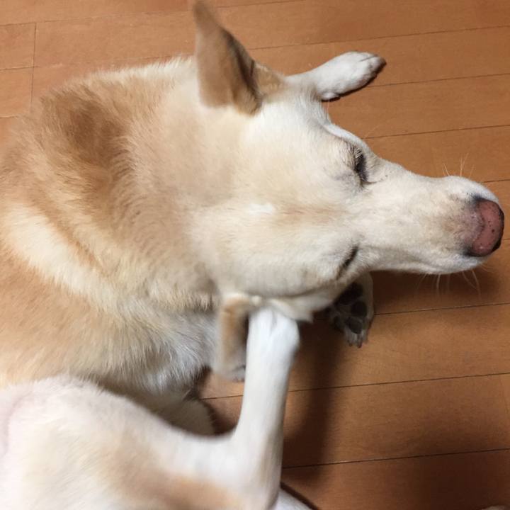 E03e0cc1 4bde 4d87 b300 7ab32515cfec 1507935228268