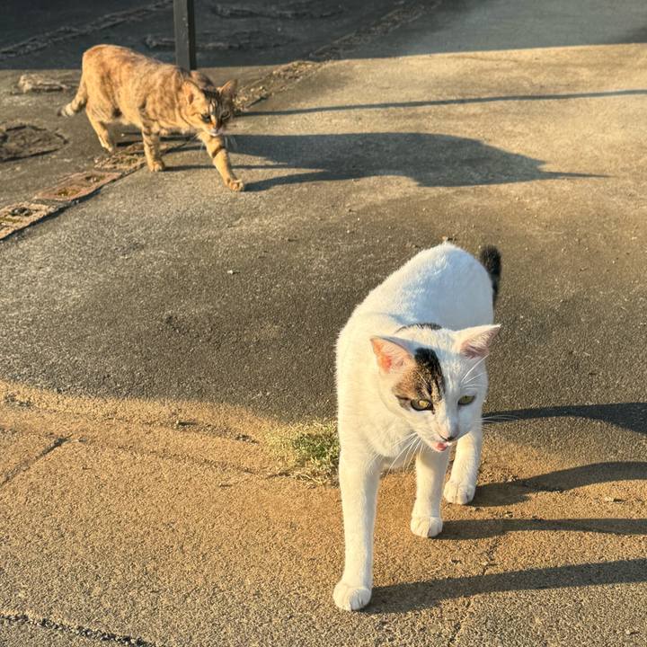 E044b4e5 43dc 4d3f 99c1 8481588998ac 1757203997452