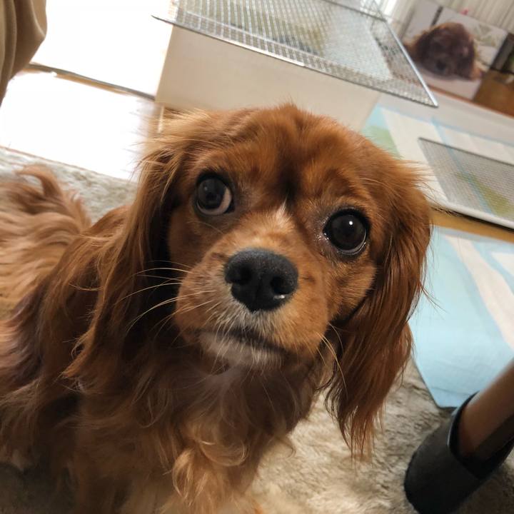 E046c9cb 59b6 45a6 a4d9 0b8d7bf41bcc 1526596592792