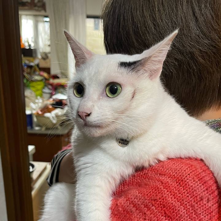 E0488e96 d2a7 48fa a01c f537d448d8e2 1761864916339