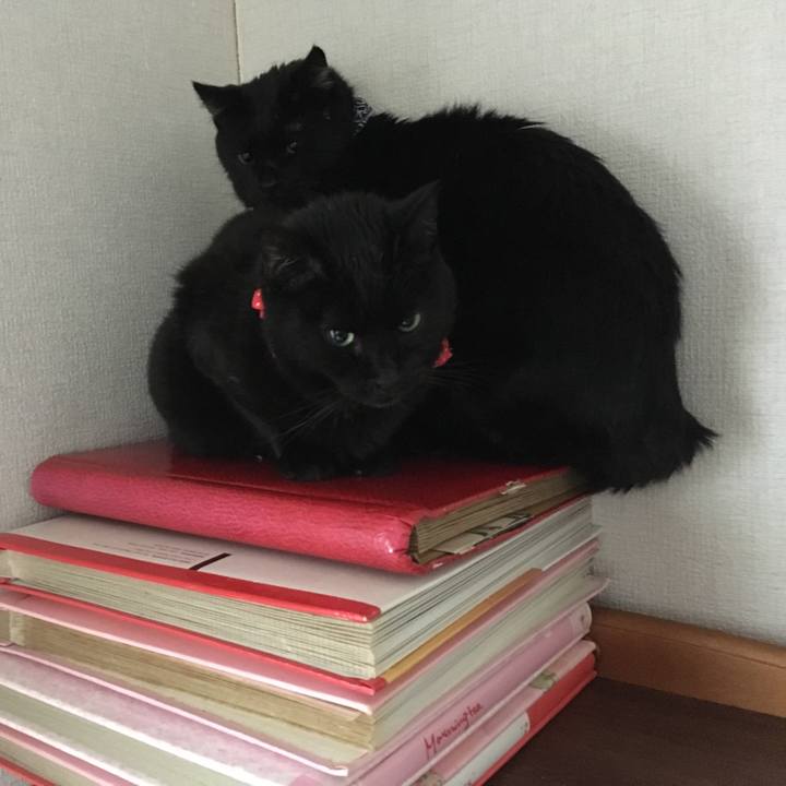 E048fe26 4cc7 41a2 94ef dd022c02122f 1550292576062