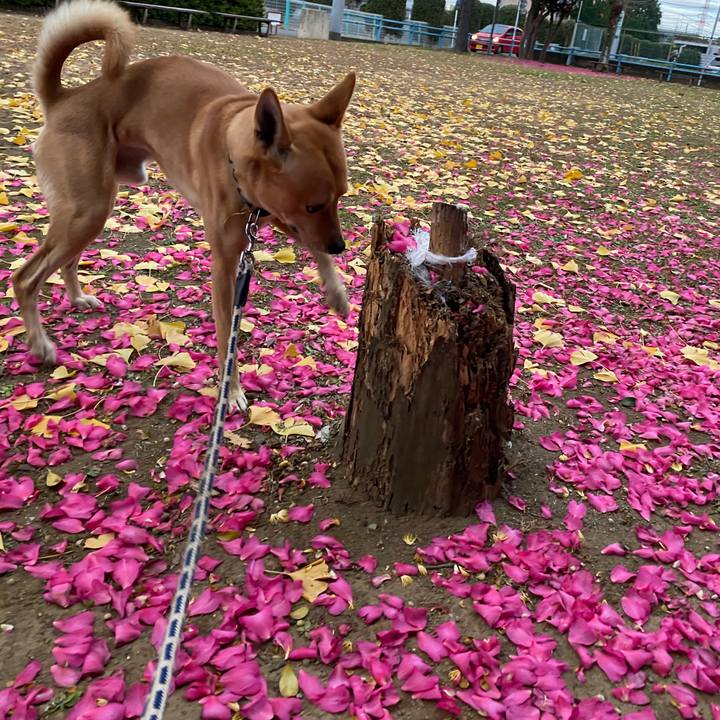 E0496930 e355 490c 99b6 4379564bbad2 1607412596617