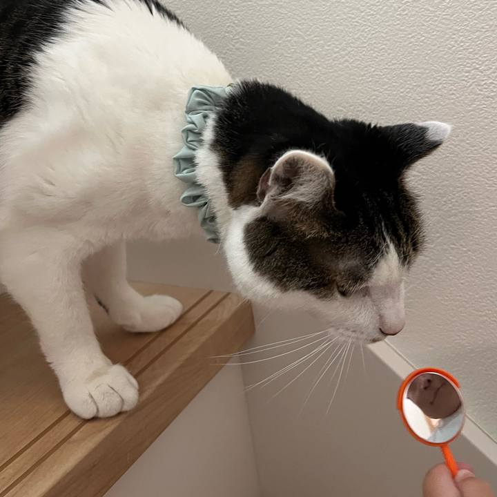 E04b895a c6cc 44b1 8bdc 4819a0593717 1765070851842