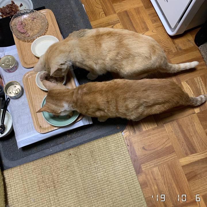 E04c931b 49e1 4473 b5c1 749c1d0071a0 1570399154815