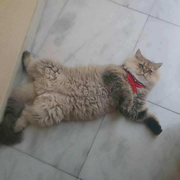 E0512926 9d6f 44e3 ac3b ae6dcdcbaf0f 1571093311370