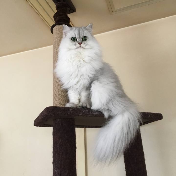 E0535dcb 7c32 4a76 83f7 0898431c5a3c 1509856194980