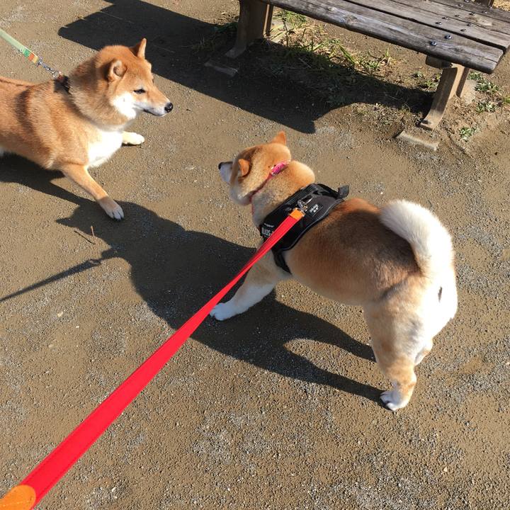 E0545c99 87d8 4ad0 9ef8 2f2f84538bd9 1583025156727