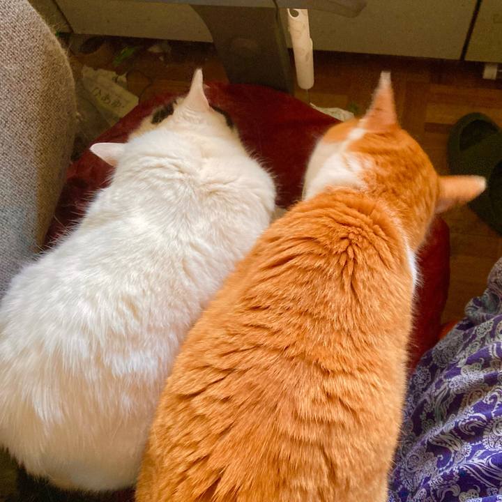 E055c32b 3951 4e72 ba9d ce9cbd39a810 1723012926739