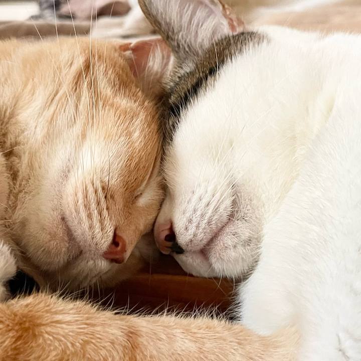 E05898c5 62e4 4d28 8d27 723d529057c2 1770538888477