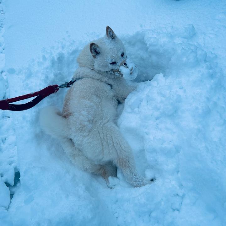 E060e17c a8de 4bda a6d8 66311cbce7b7 1734048946149