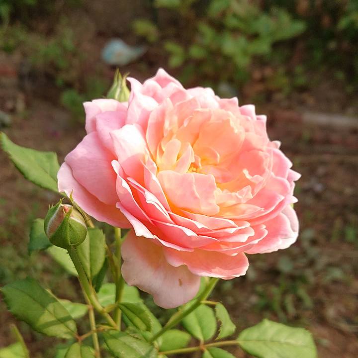 E0620ba6 5bef 4c29 a159 4a21b3f2a6d1 1598051813486