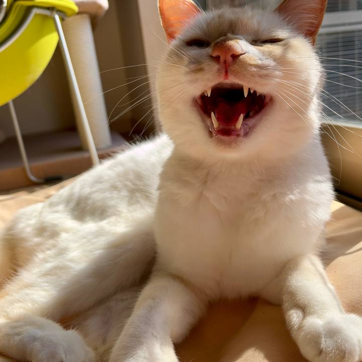 E063599e db0a 4a6b be86 ccee2a35b900 1762485264967