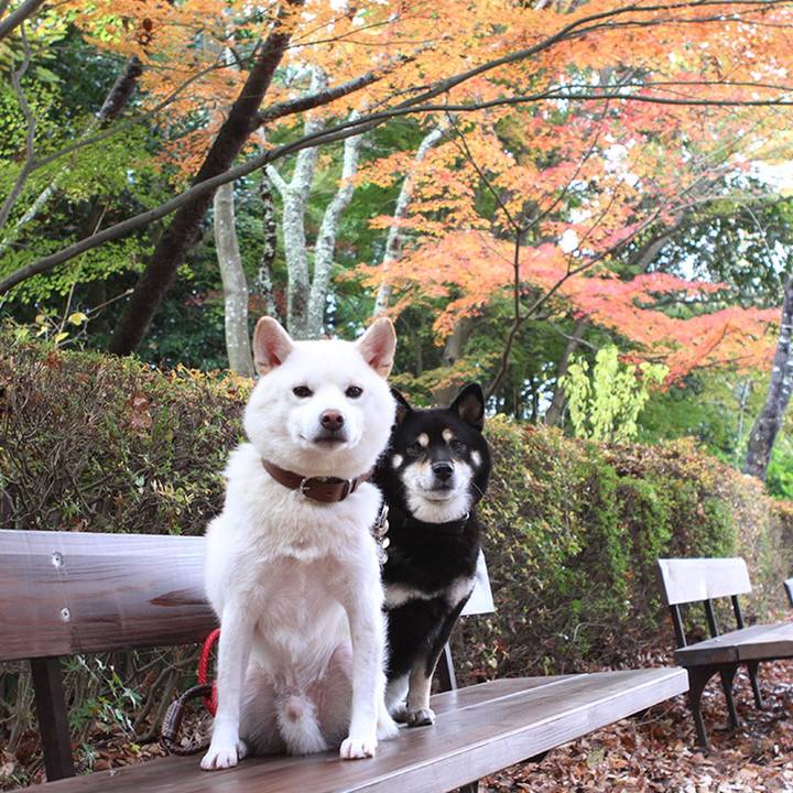 E06378ab b3ae 46b6 a4ee d33fd3b883b7 1574391301045