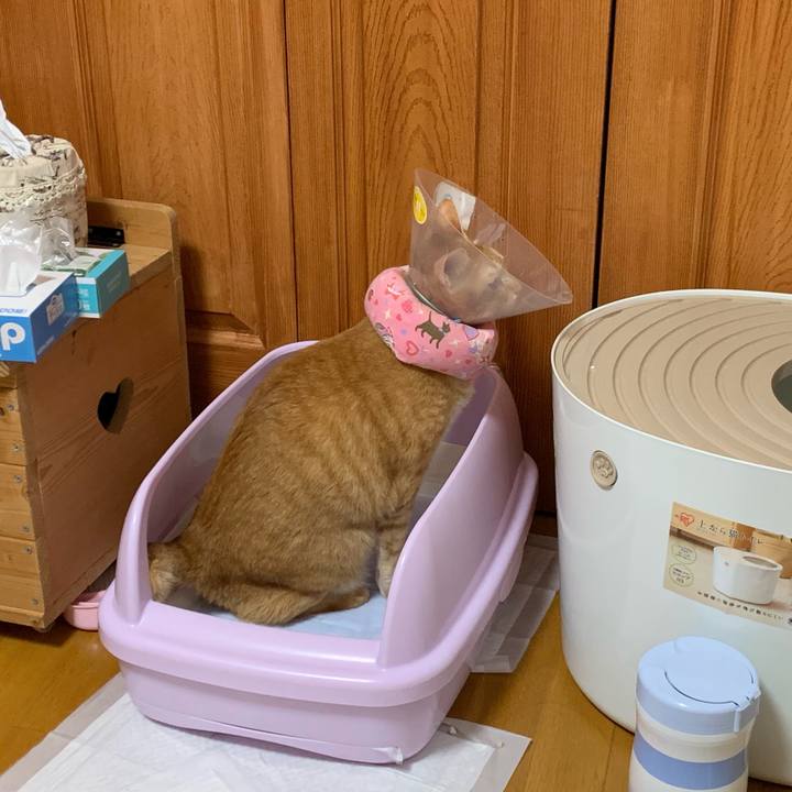 E06543b7 7704 45d9 8201 db944e723d8c 1569014874095