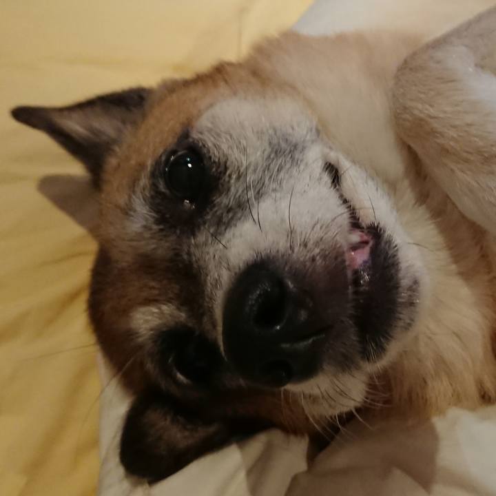 E0689c85 a429 4ce7 9f6b d9d4e6257a2e 1539929795792