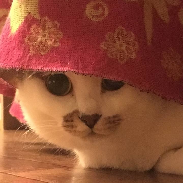 E06b4e23 68b6 4b68 92fe b52e2306a6e4 1550332385331