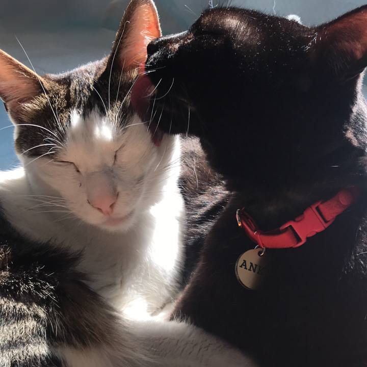 E06bca07 0f8b 41b6 8b22 67aedca9b79c 1552056731156