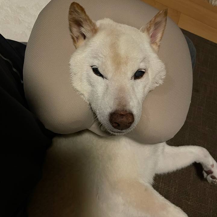 E06ec5db 5b99 4787 8fb7 a9c108735855 1667417359018