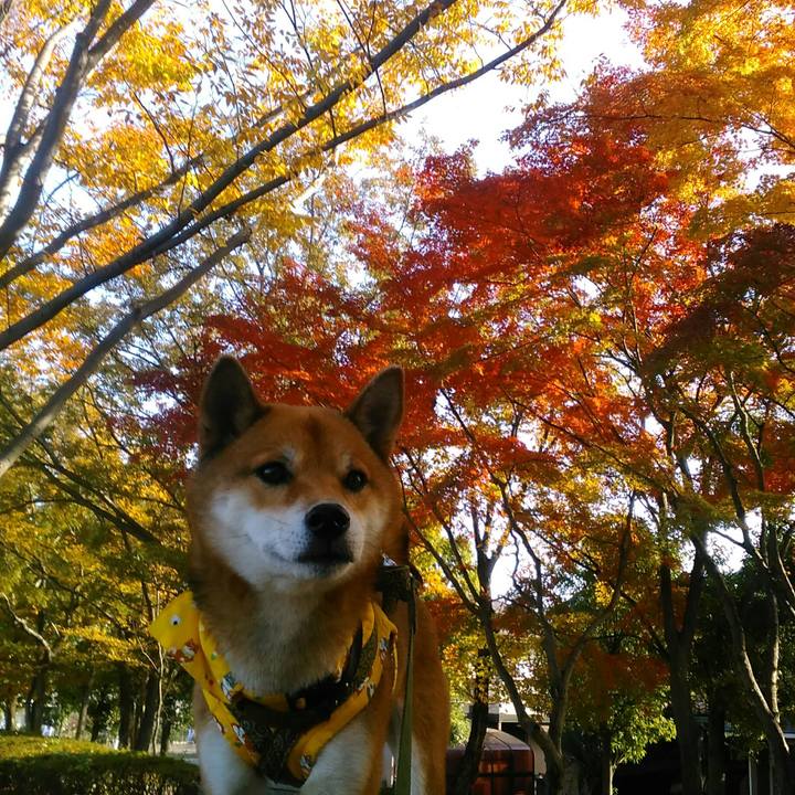 E07073b8 f81e 4029 ae4d 095c5b90e3e7 1510879939099