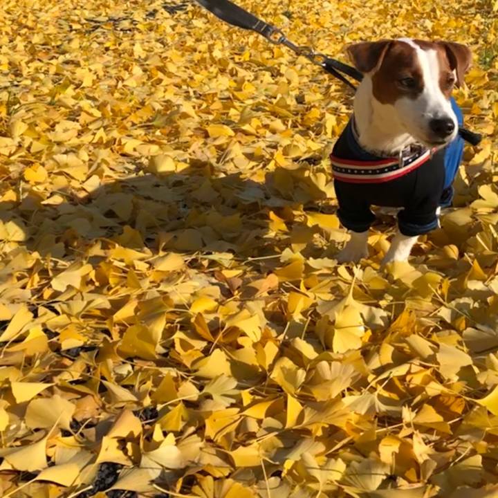 E073883b e67f 4161 b275 27cb365b6b77 1544245692321