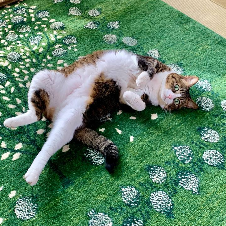 E0777146 6866 44ca a9fb f9a3df9721b0 1640488116749