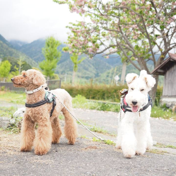 E0783a8b 0bf6 4c01 aa7a 2e7d316f6346 1588585822530