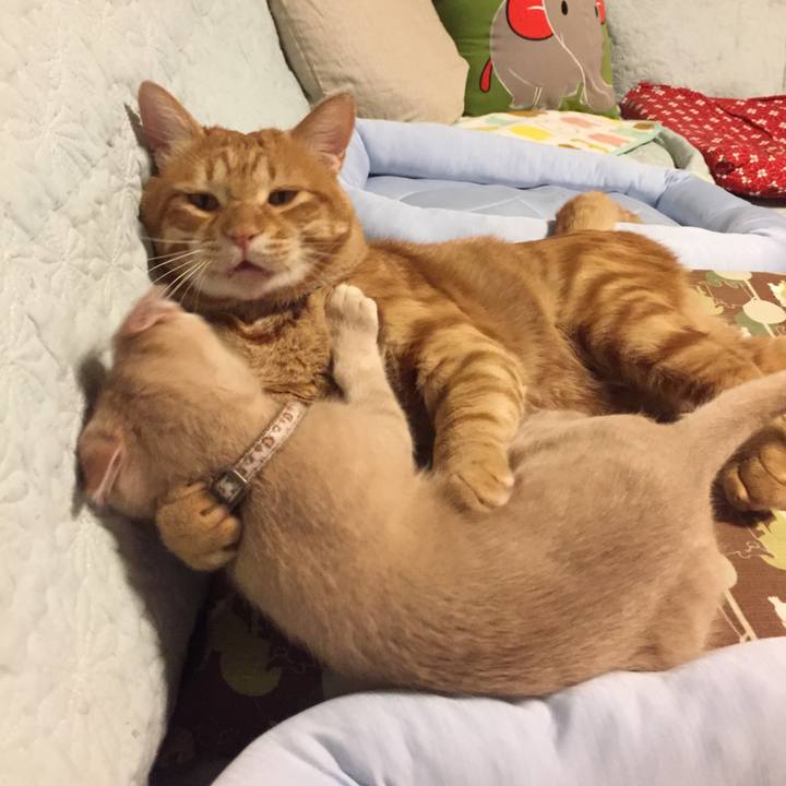 E07b4c32 6733 4841 9e7d f2558e7a4098 1534604465179