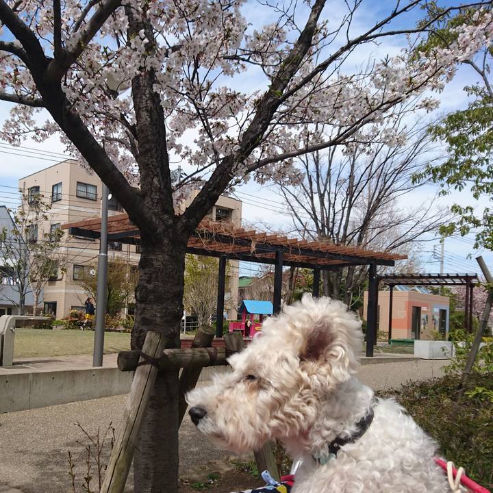 E07c77e9 6bcc 4af5 871b c334d0e069db 1554457144281