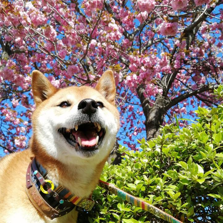 E07f6679 67da 45f6 a6c5 0aa346958341 1587280421959