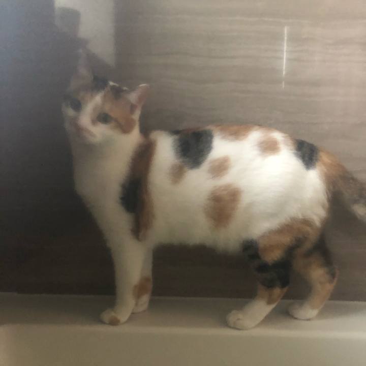 E0804be6 2382 4ce7 9792 794fc9fc4fdd 1585481048658