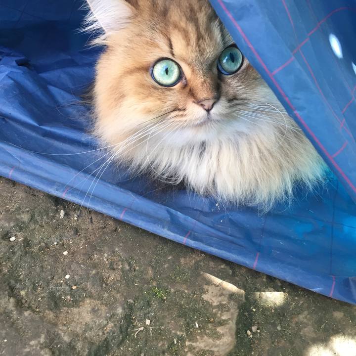 E0809f25 cb1b 4ed0 a0ad 988dc32f6756 1538520894924