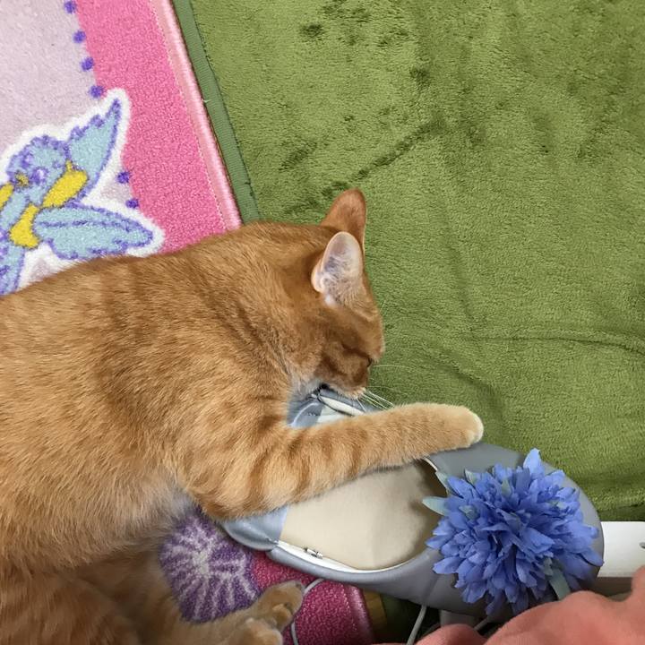 E080fa38 8cd2 4960 b452 68ae9ca231c5 1508112485846