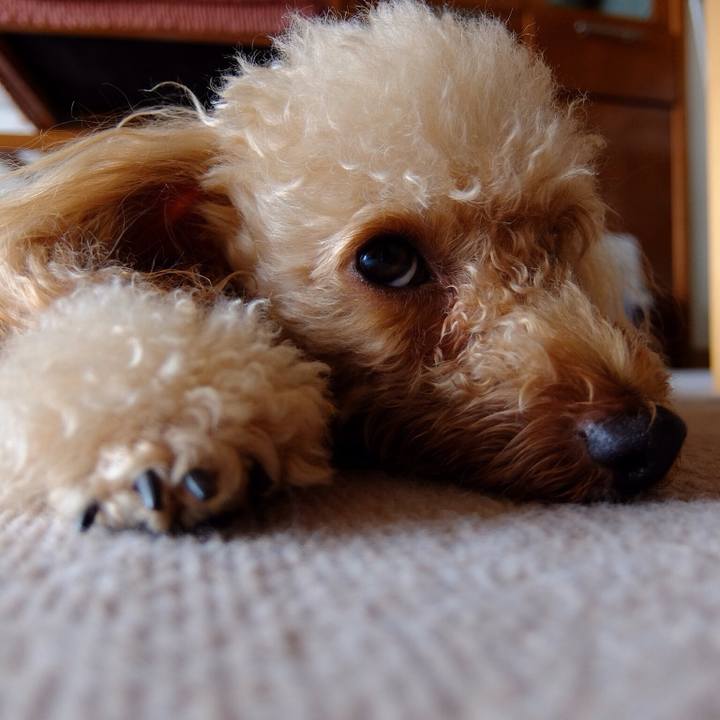 E0811e6f f2e2 4916 81ea d563727b17f8 1542406811581