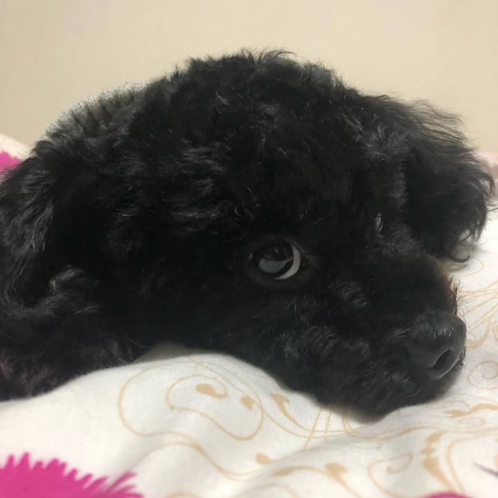 E0822f6e 0c65 4167 910f e1f39a819d02 1547047162663