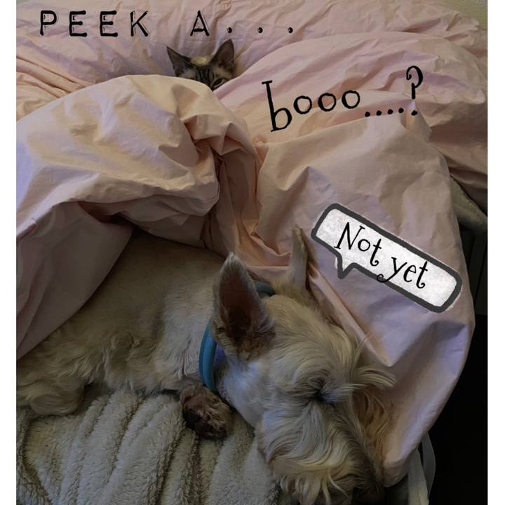 E086e20a ae85 4027 bddf 84d89437cc61 1644729289966