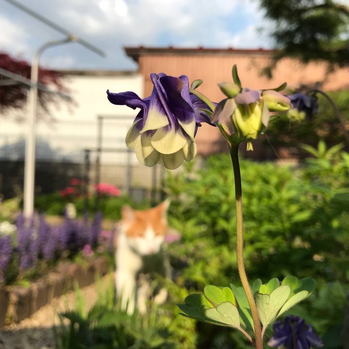 E0881599 655f 4c43 903a cb8666590635 1525504915637