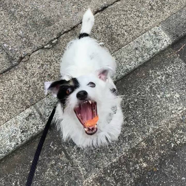 E088cd2e a1ea 453a 9a90 92fc24c3cbb3 1661729197444