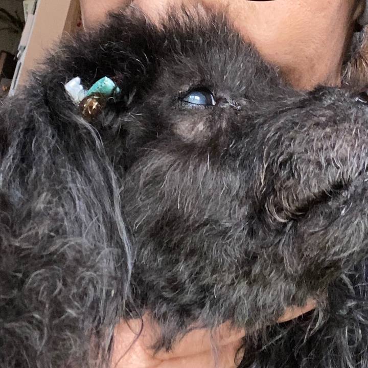 E08c988d f80e 4eda ba5e 60cc7a3f268d 1606104628930