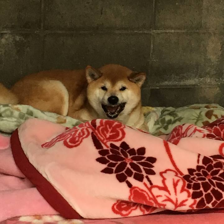 E08d52eb 610a 4268 af8e 7071307846f5 1545978411312