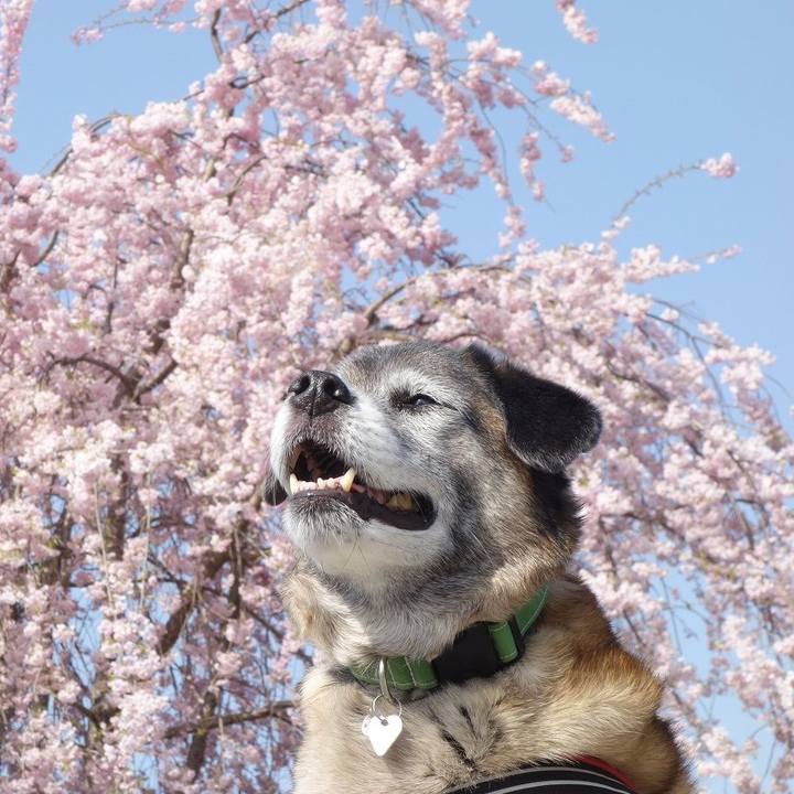 E08de455 9d2c 4c37 a943 4d6cc3d9249e 1522551585397