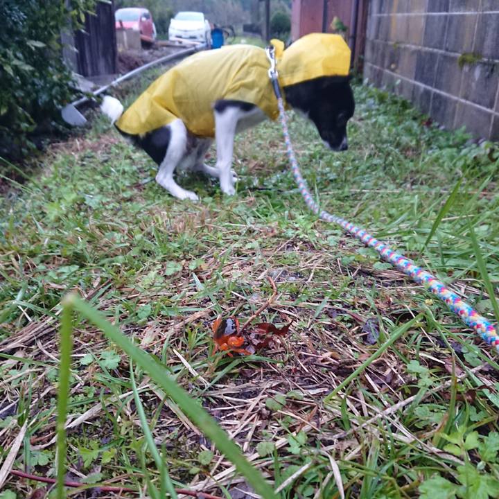 E08e5022 f00a 4234 8cdd 50f538b5f04e 1509145736450