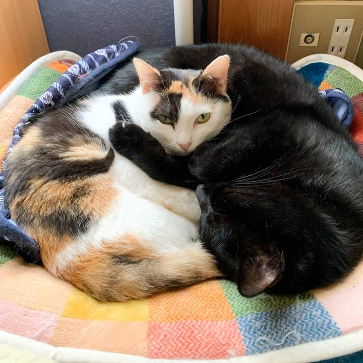 E08efc1e 6a9b 4c4d a5b4 64d38050afa4 1575515074854