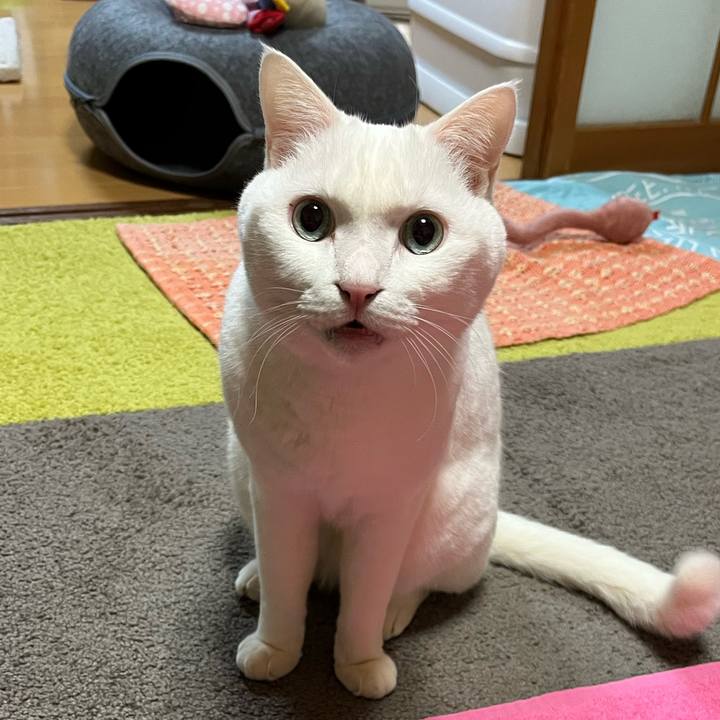 E0964089 1e0c 4c02 9595 11e6b1f0c115 1735825675394