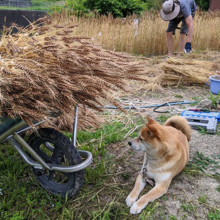 E09a7d93 145f 4434 b81a 4335e8ffda98 1590498100940